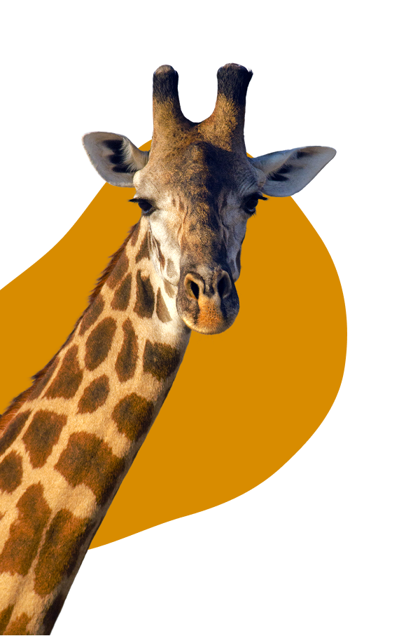 girrafe